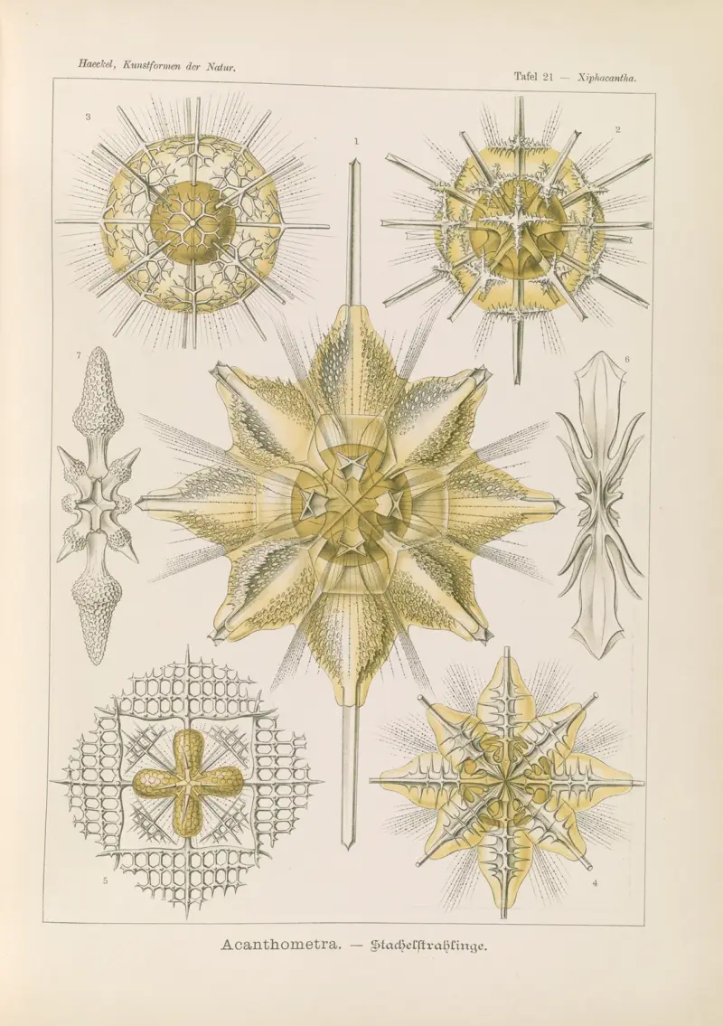 Acanthometra. – Promienice, Ernst Haeckel