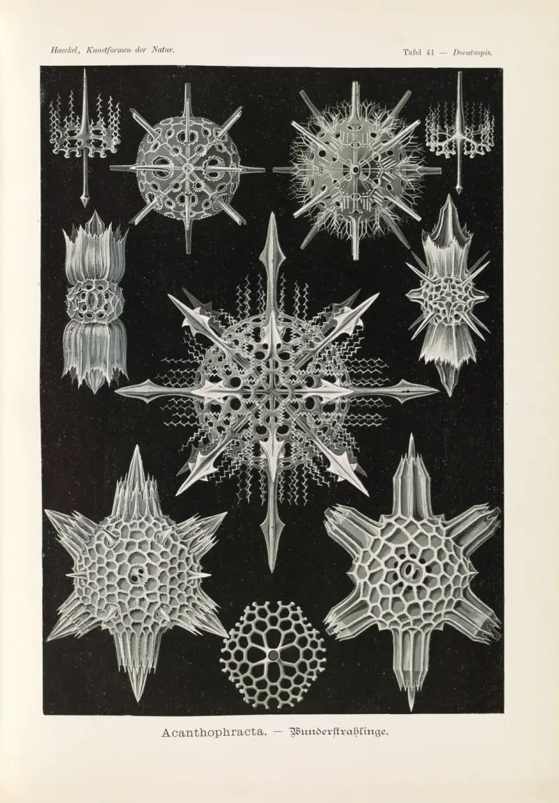 Acanthophracta – cudowne promienice, Ernst Haeckel