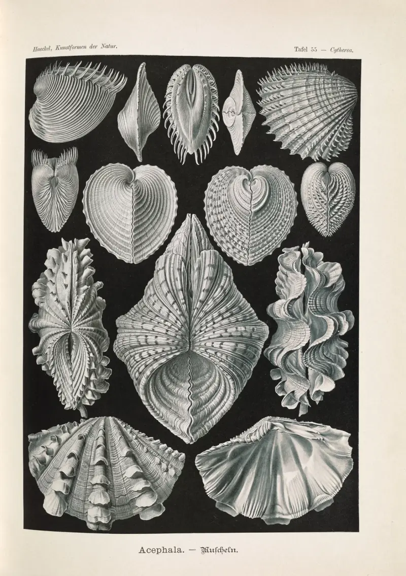 Bezhlavci – Mlži, Ernst Haeckel
