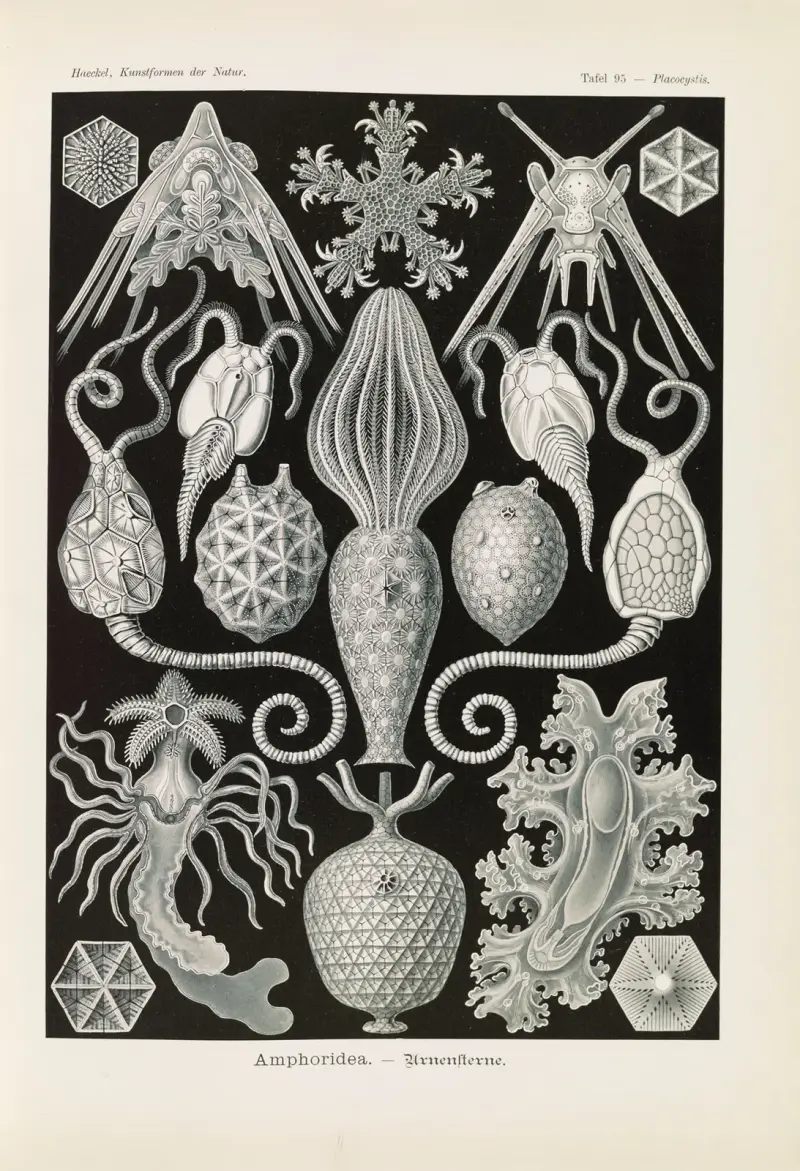 Amphoridea. – Urnensterne av Ernst Haeckel