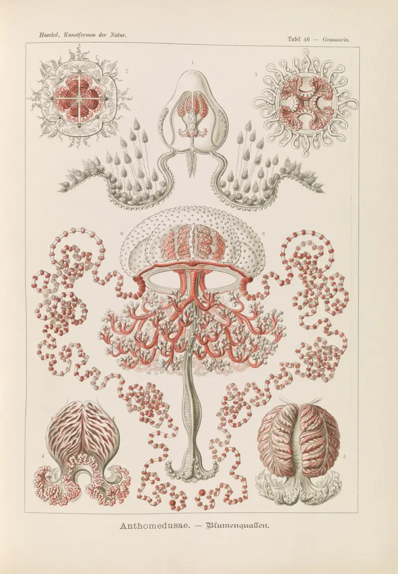 Anthomedusae. – Blumenquallen von Ernst Haeckel
