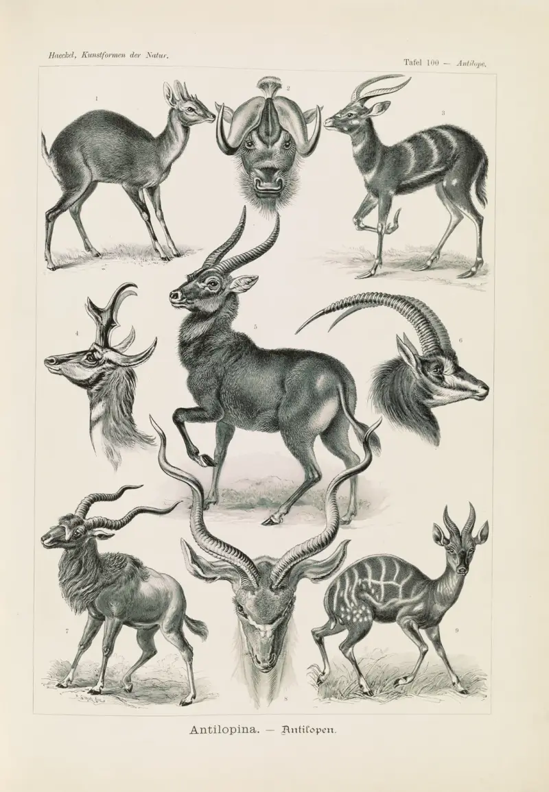 Antilopen von Ernst Haeckel