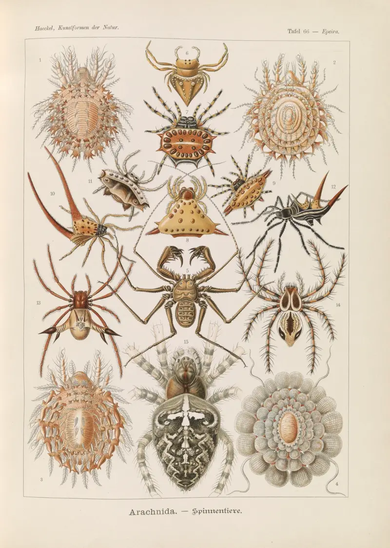 Pajęczaki, Ernst Haeckel