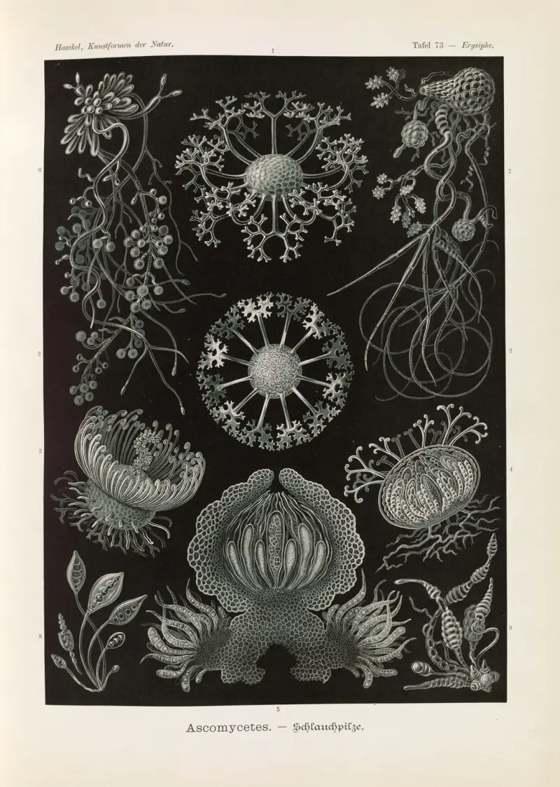 Ascomycetes. – Schlauchpilze von Ernst Haeckel