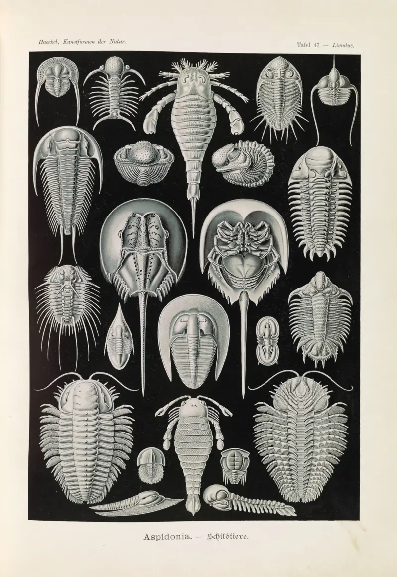 Aspidonia – Zwierzęta pancerne, Ernst Haeckel