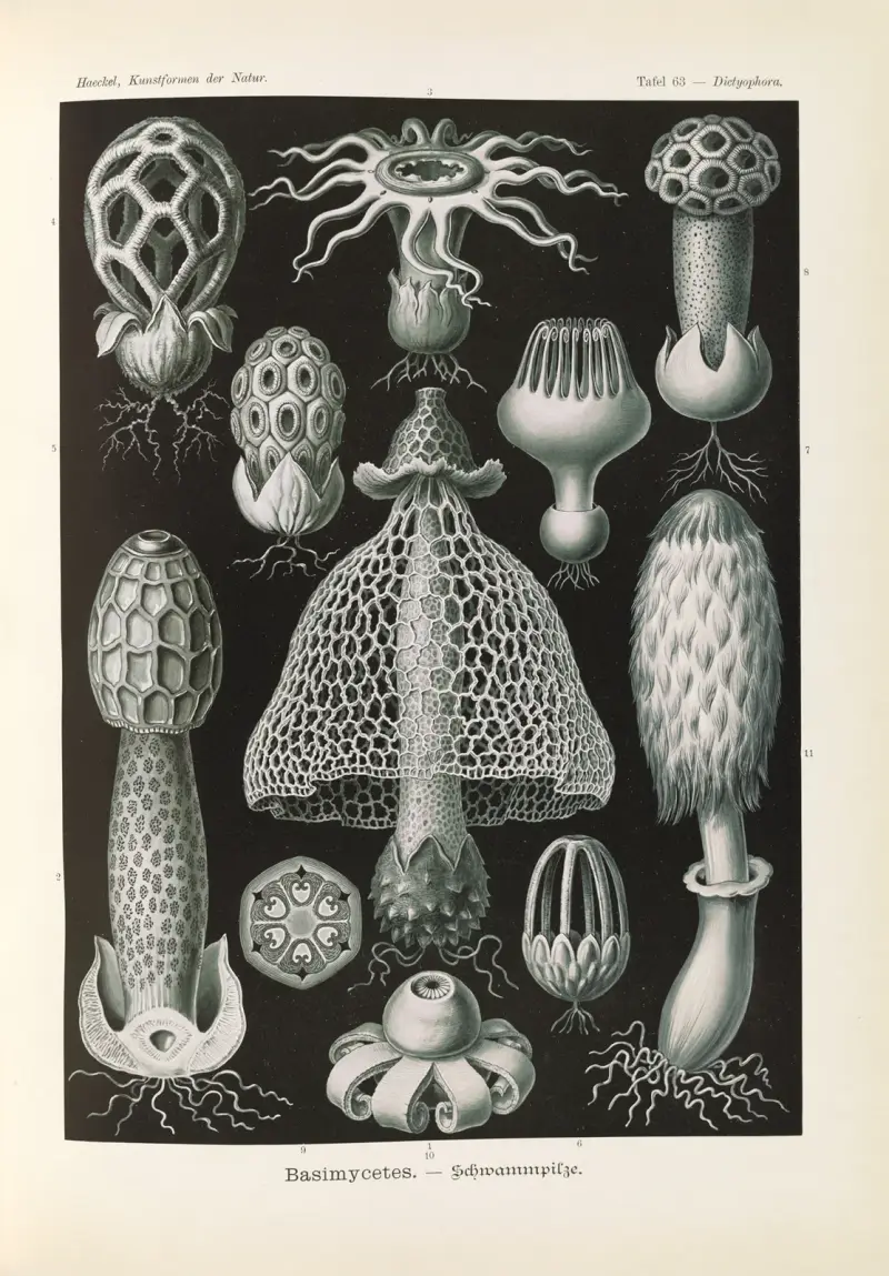 Basimycetes. – Schwammpilze von Ernst Haeckel