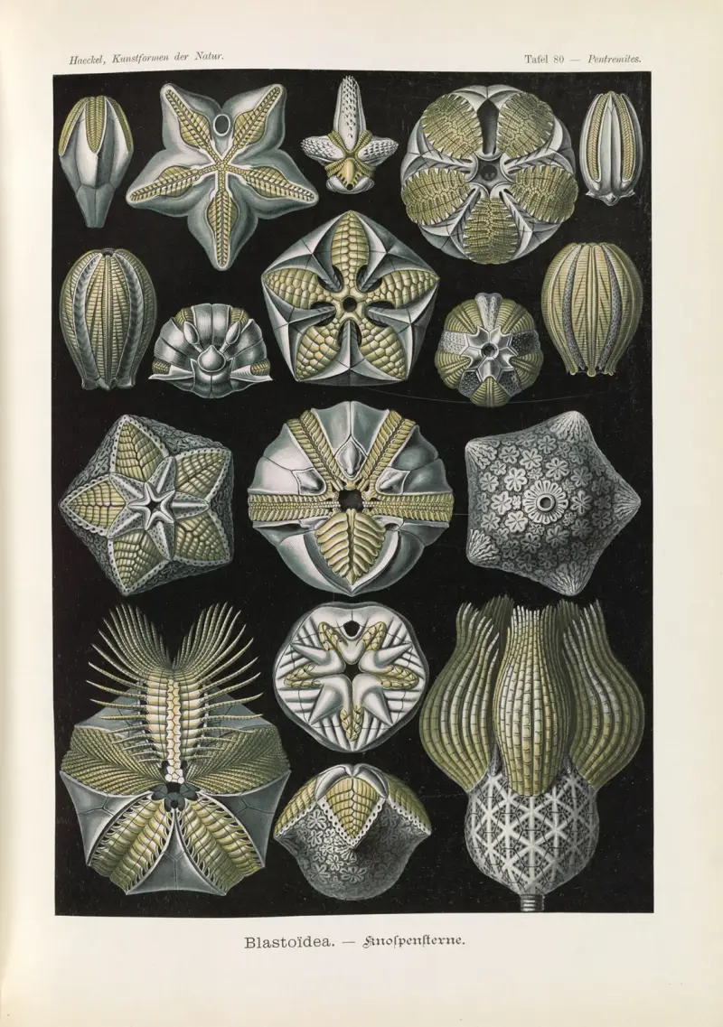 Blastoïdea – Knospensterne von Ernst Haeckel