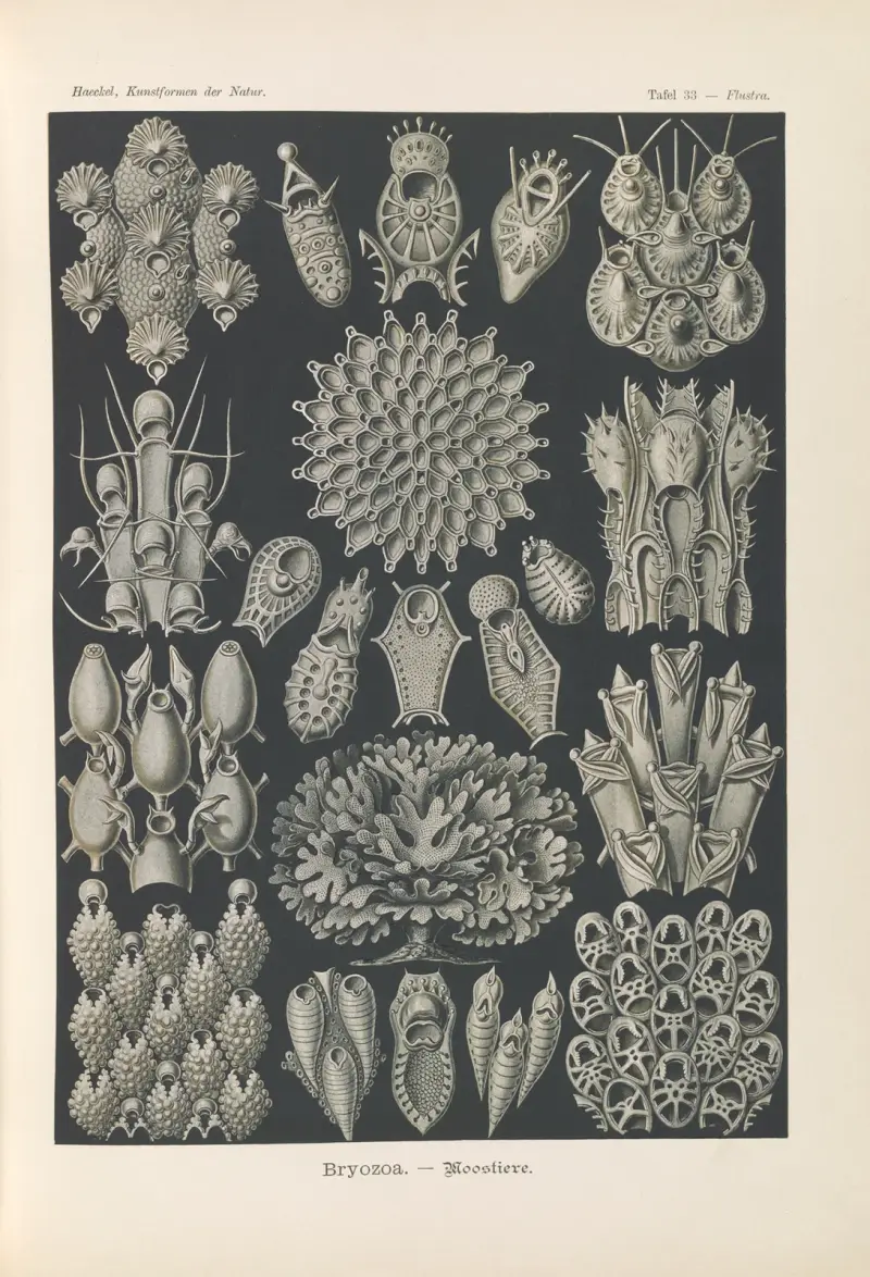 Mszywioły. – Woostiere, Ernst Haeckel
