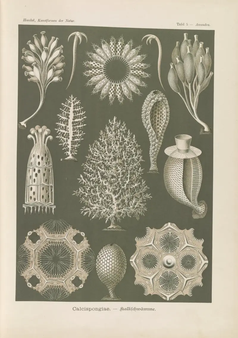Calcispongiae. – Kalkschwämme von Ernst Haeckel