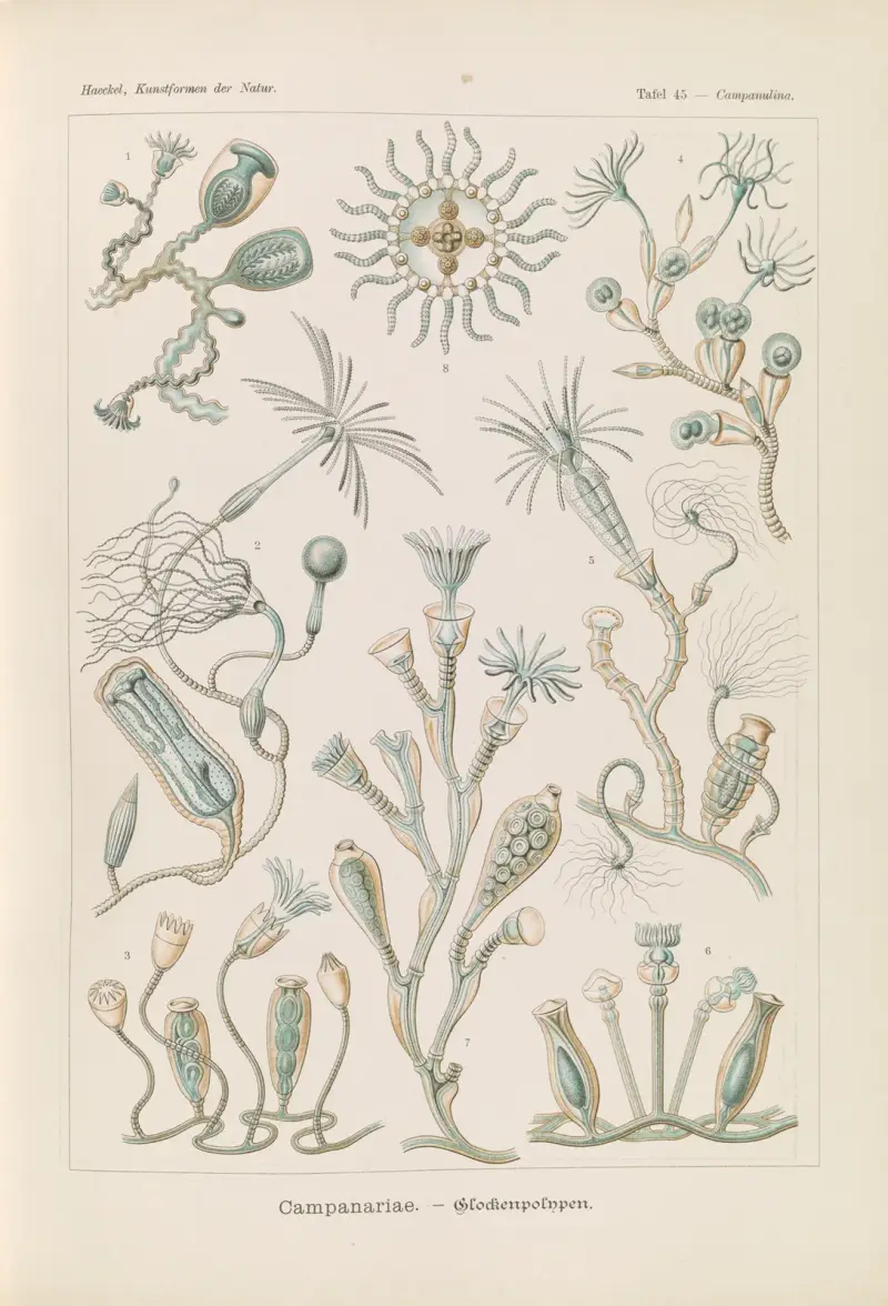 Campanariae – dzwonkowate polipy, Ernst Haeckel