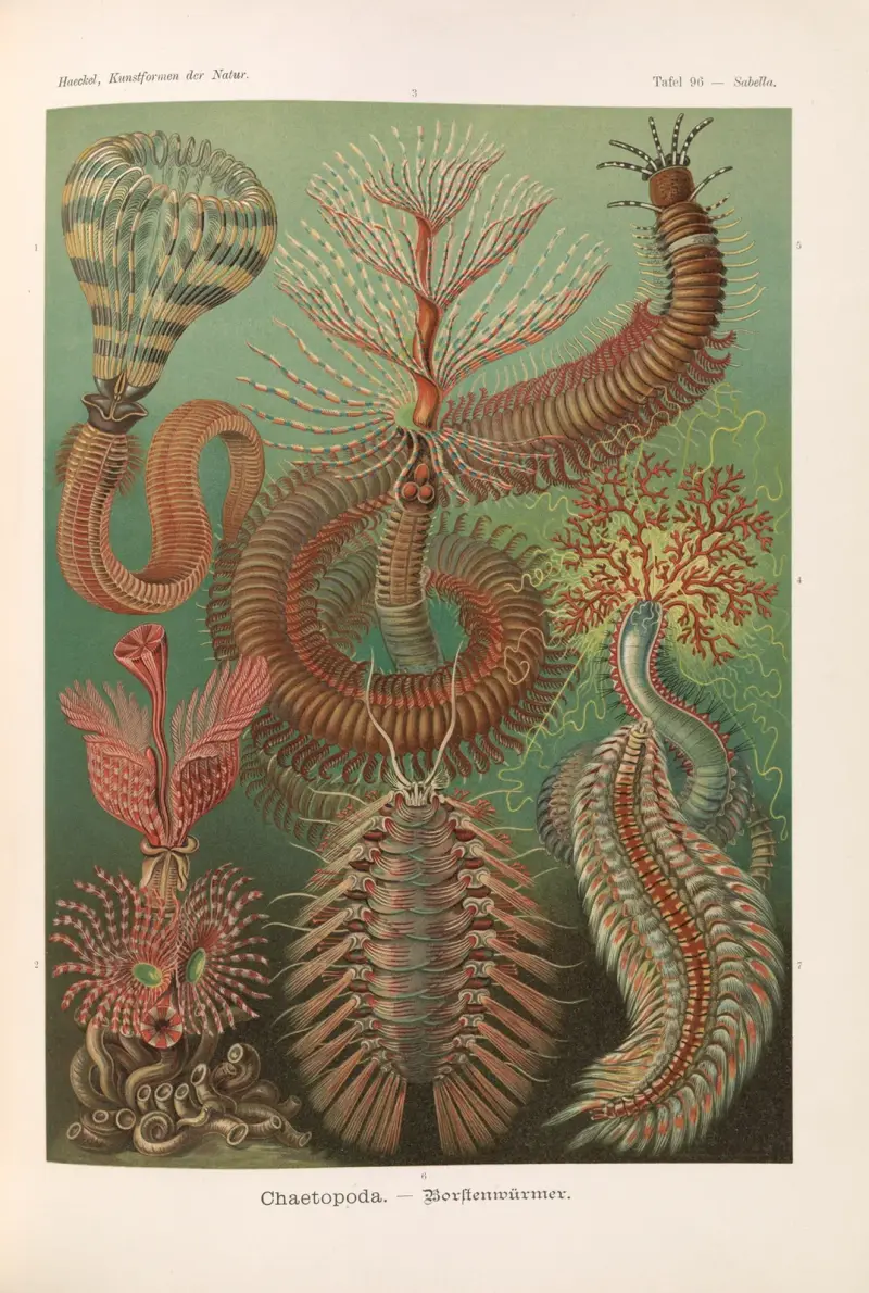 Chaetopoda. – Borstenwürmer av Ernst Haeckel