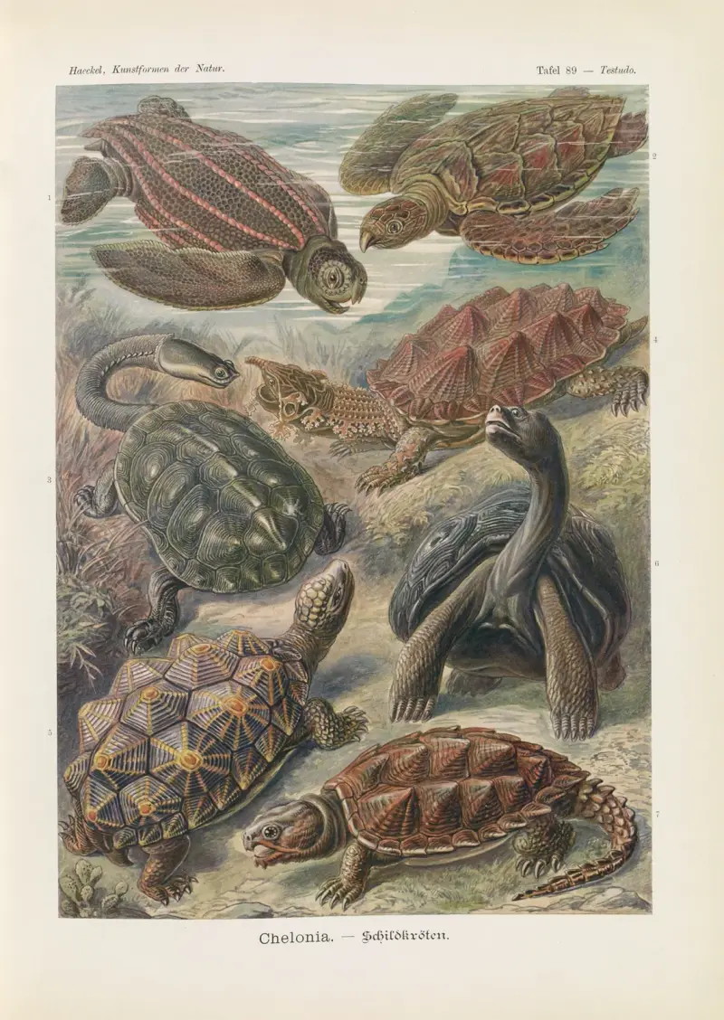 Chelonia. – Schildkröten von Ernst Haeckel