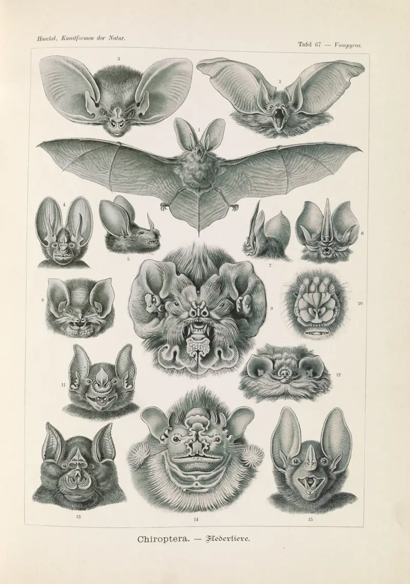 Chiroptera. – Fledertiere von Ernst Haeckel