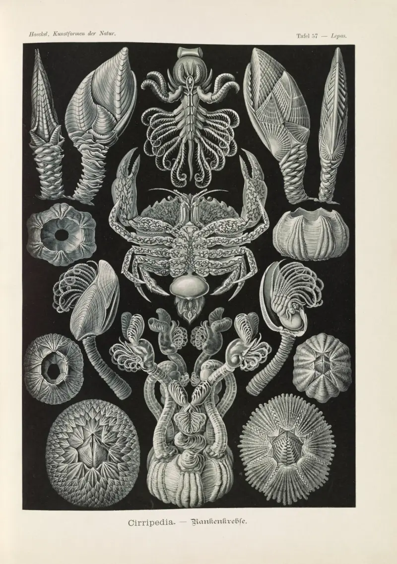 Cirripedia. – Rankenkreble av Ernst Haeckel