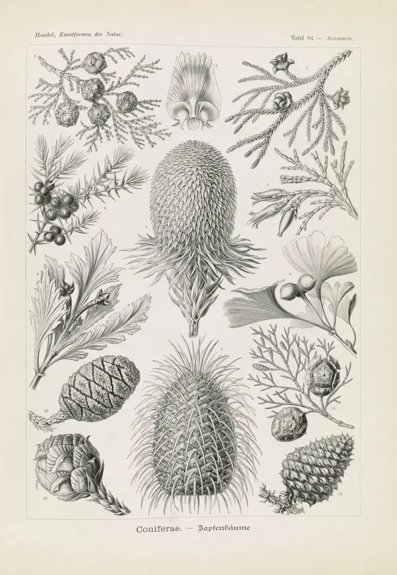 Drzewa iglaste, Ernst Haeckel