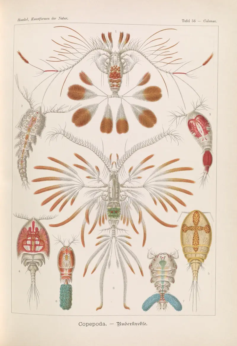Wioślarki. – Copepoda, Ernst Haeckel