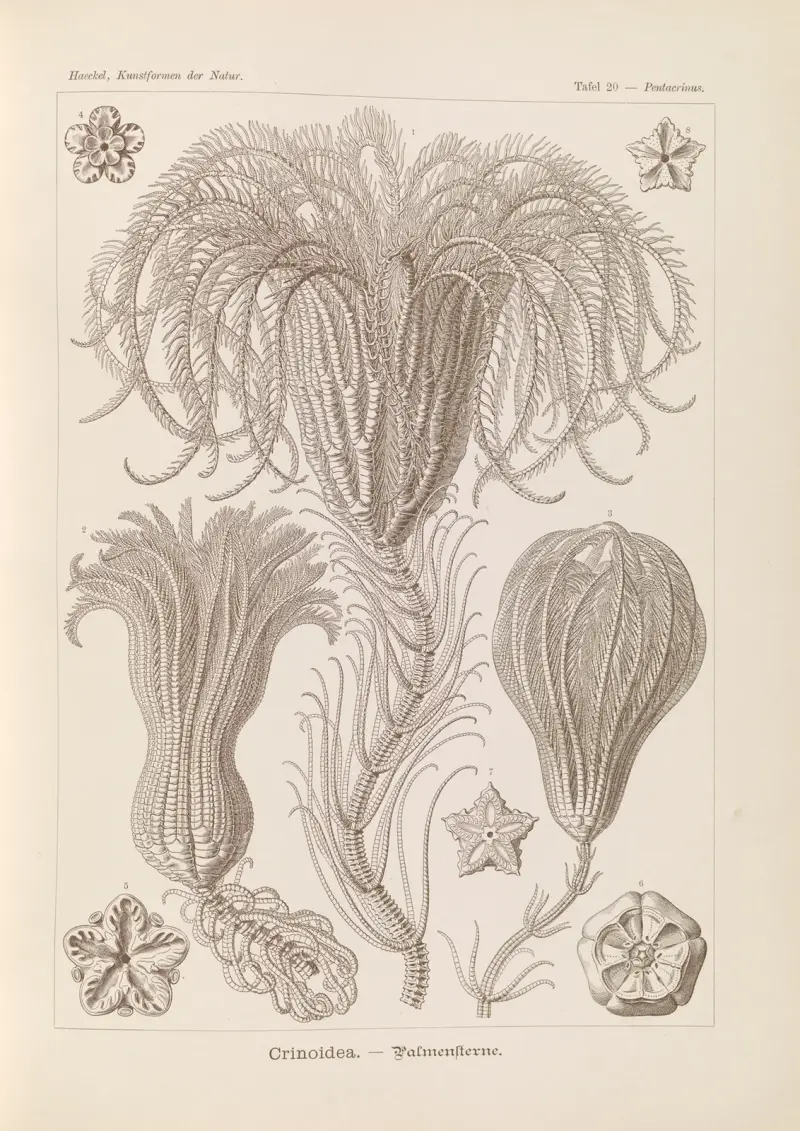 Crinoidea. – Palmensterne av Ernst Haeckel