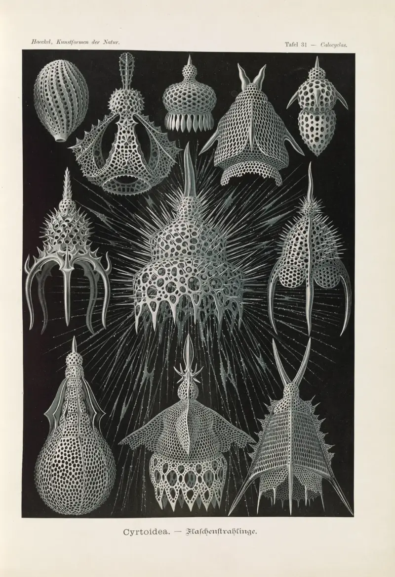 Crytoidea. – Flaschenstrahlinge von Ernst Haeckel