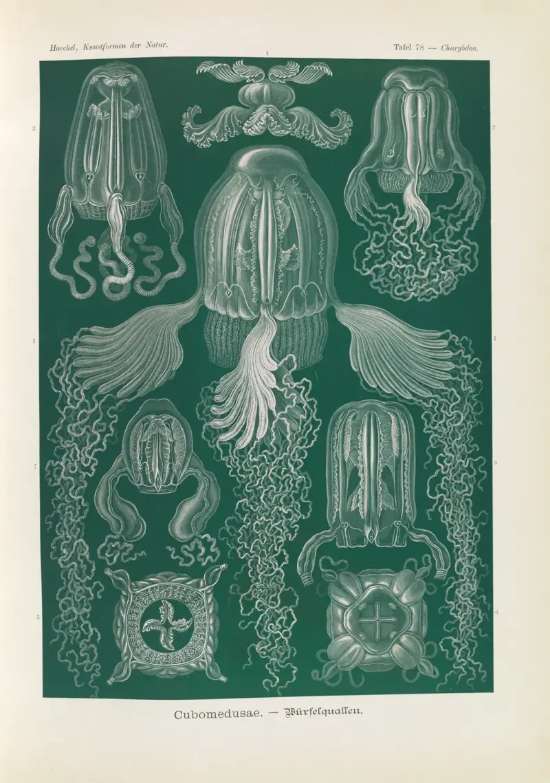 Cubomedusae. – Würfelquallen av Ernst Haeckel