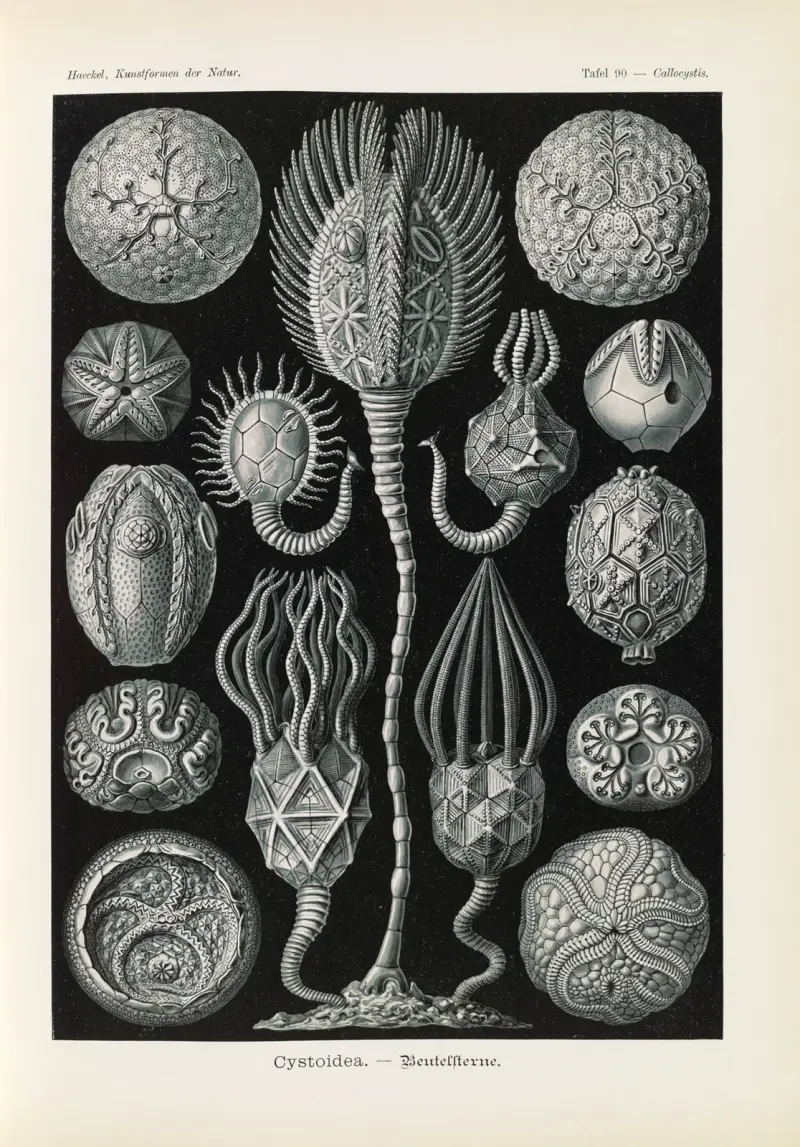 Cystoidea – workowce, Ernst Haeckel