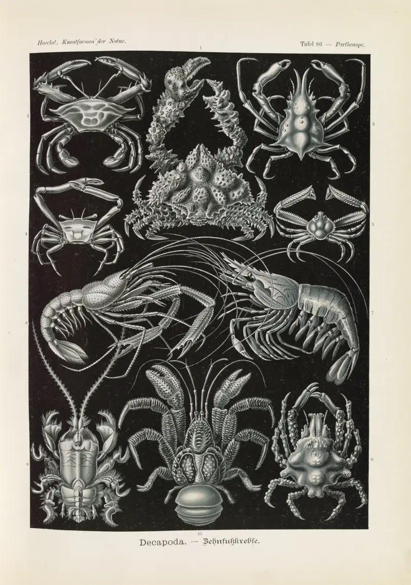 Decapoda. – Zehnfußkrebse von Ernst Haeckel