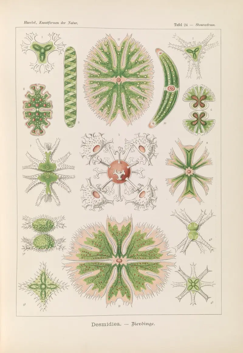 Desmidiea. – Bierdinge, Ernst Haeckel