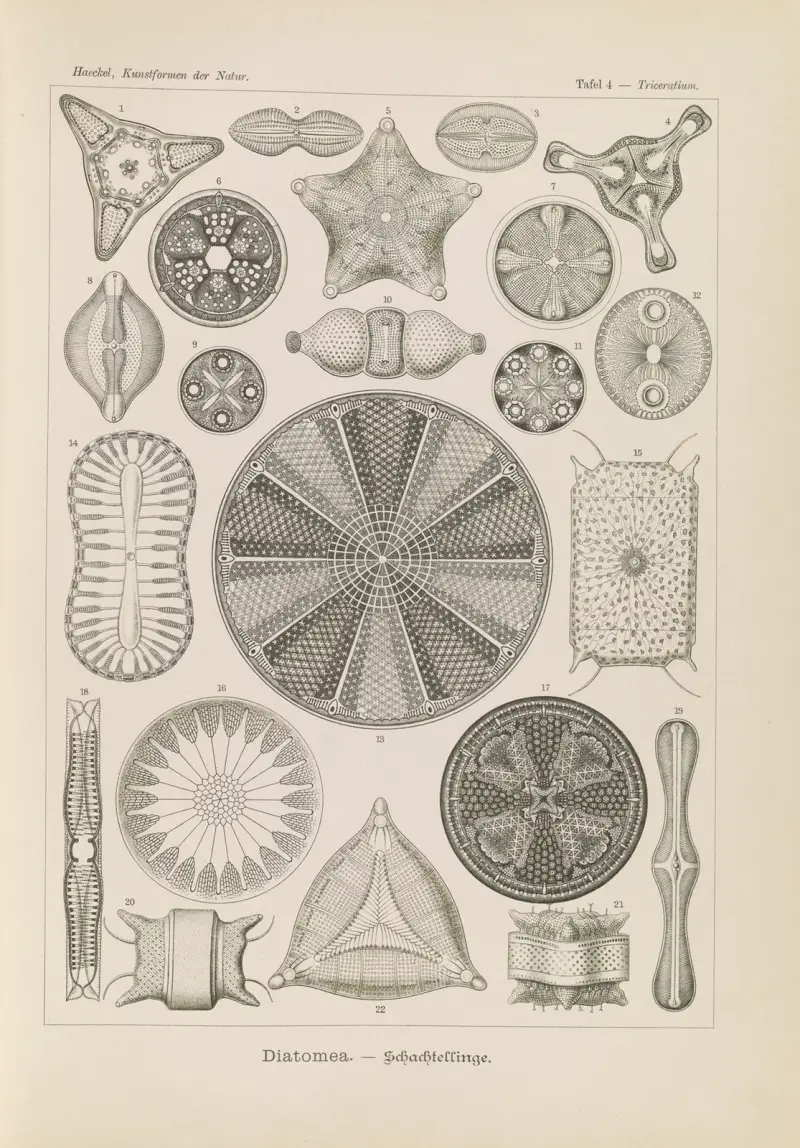 Okrzemki, Ernst Haeckel