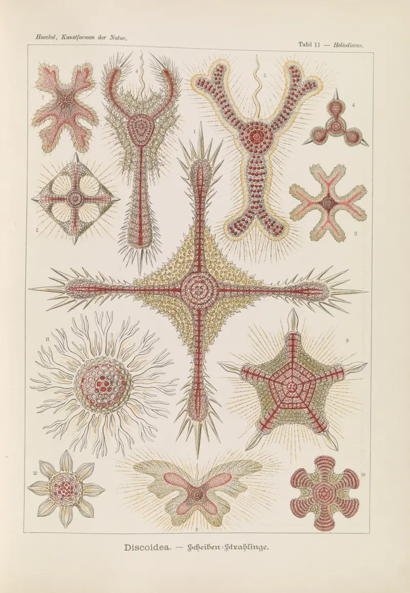 Discoidea – skivstrålsolar, Ernst Haeckel