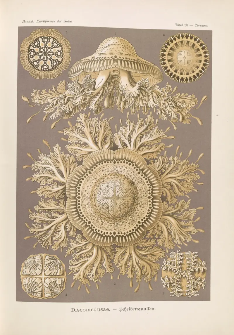 Discomedusae. – Scheibenquallen, 1904 – Nr. 2 von Ernst Haeckel