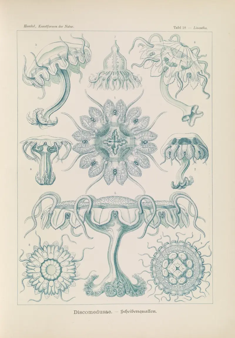 Discomedusae – Scheibenquallen, 1904 – Nr. 1, Ernst Haeckel
