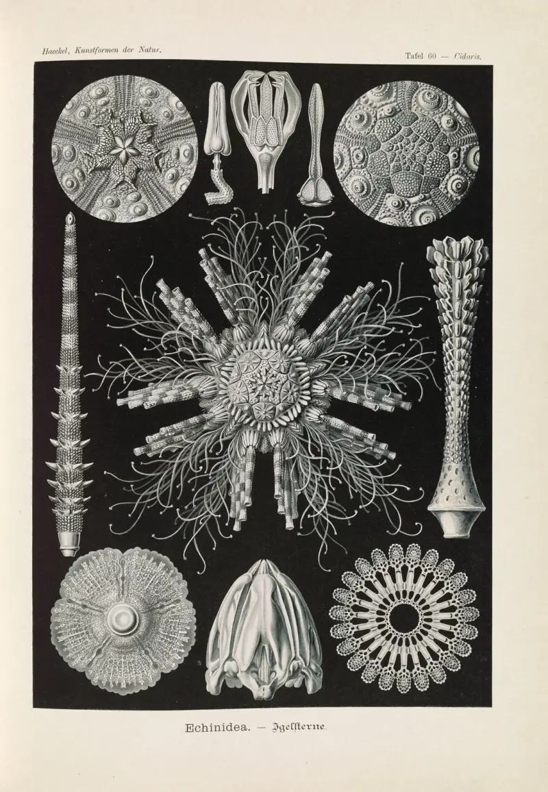 Echinidea – Mořští ježci, Ernst Haeckel