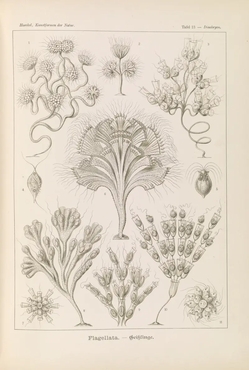 Flagellaten – Geißelträger von Ernst Haeckel