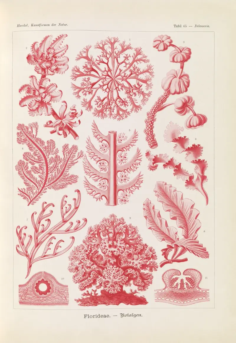 Florideae. – Rotalgen von Ernst Haeckel
