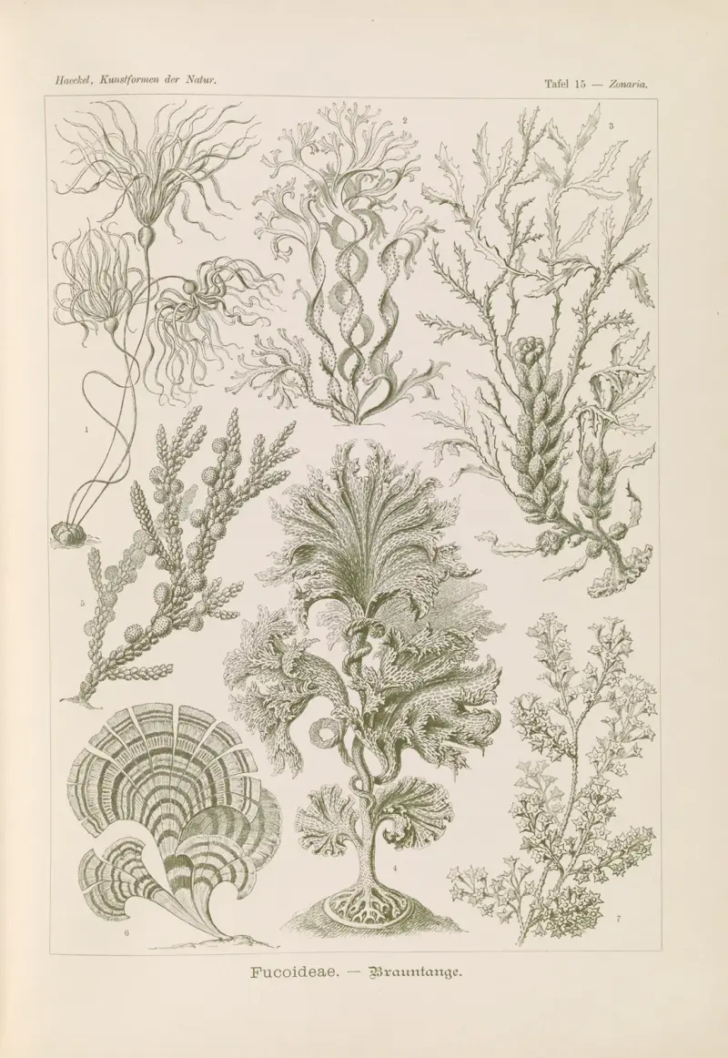 Fucoideae. – Braunalgen von Ernst Haeckel
