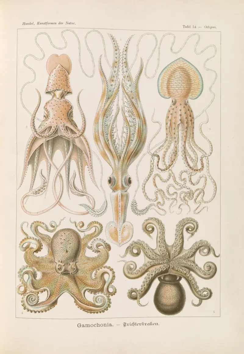 Gamochonia. – Trichterkraken av Ernst Haeckel