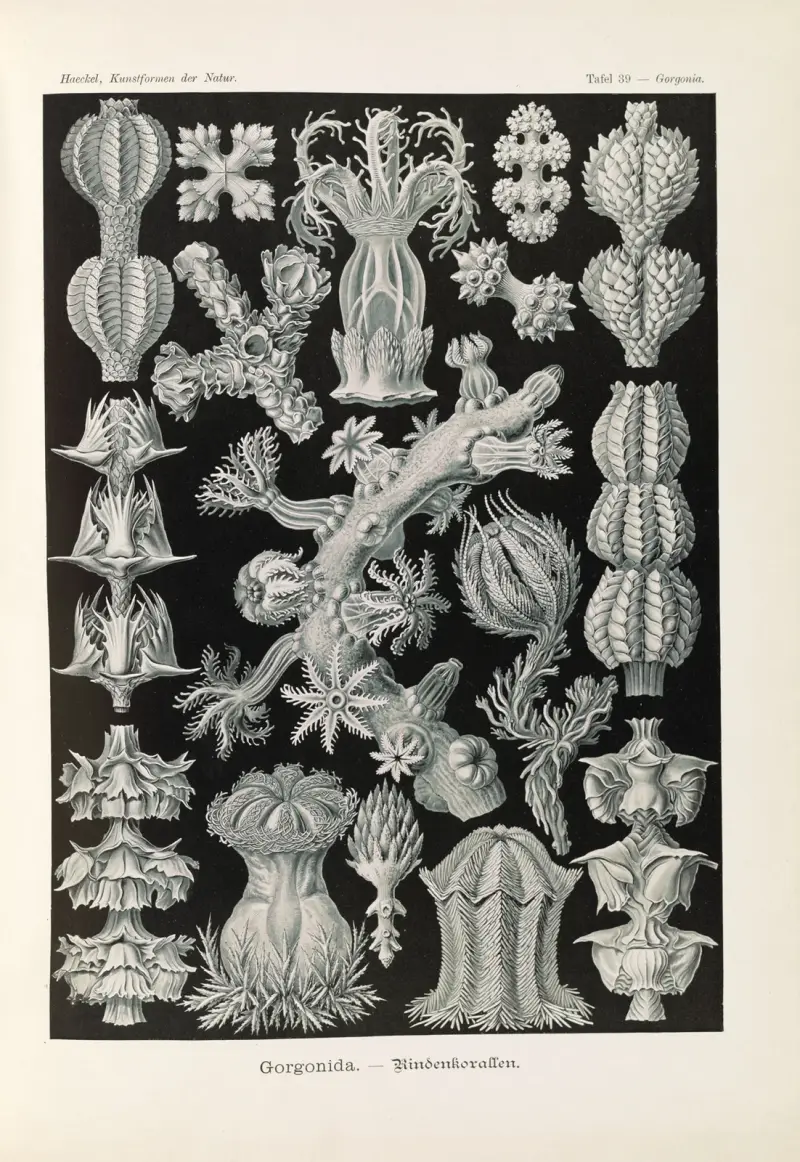 Gorgonida. – Rindenkorallen av Ernst Haeckel
