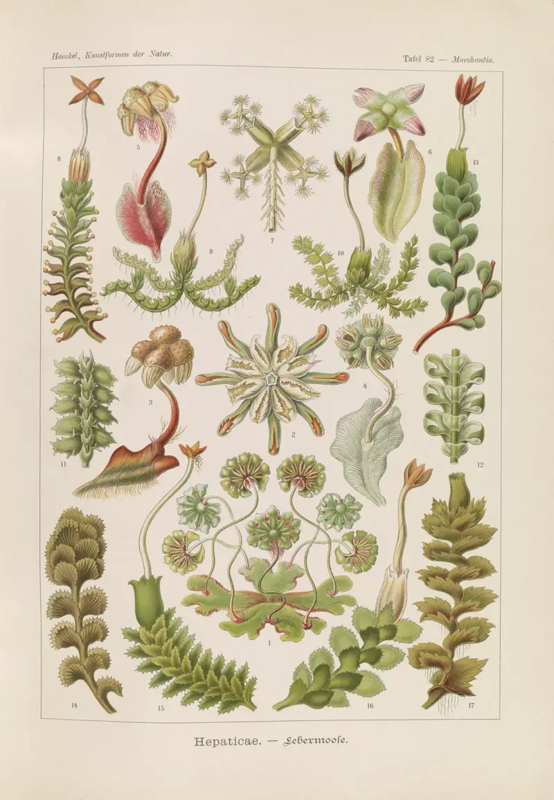 Hepaticae. – Lebermoose von Ernst Haeckel