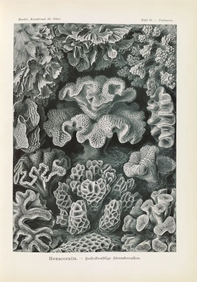 Hexacoralla. – Sechsstrahlige Sternkorallen von Ernst Haeckel