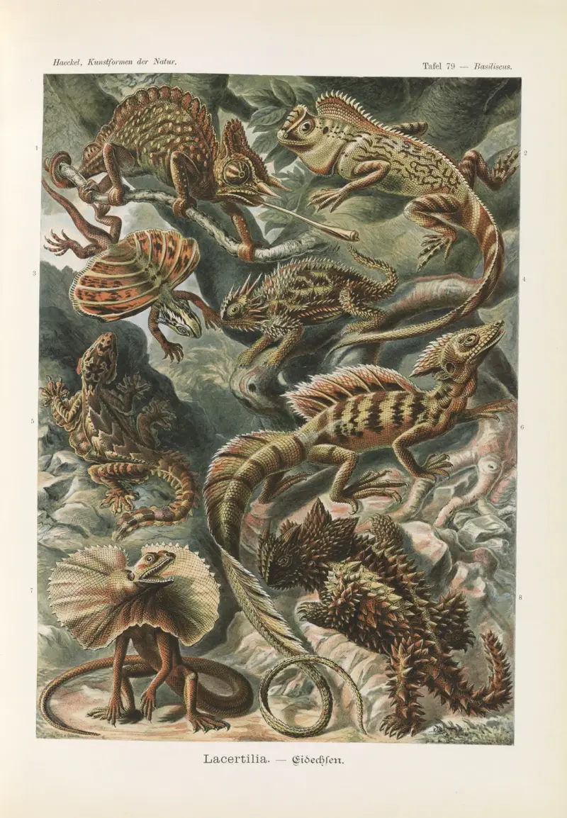 Lacertilia – Jaszczurki, Ernst Haeckel