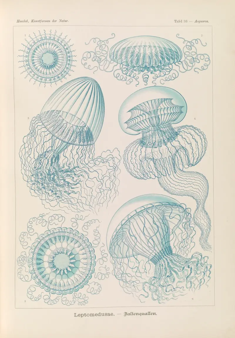Leptomedusae. – Faltenquallen av Ernst Haeckel