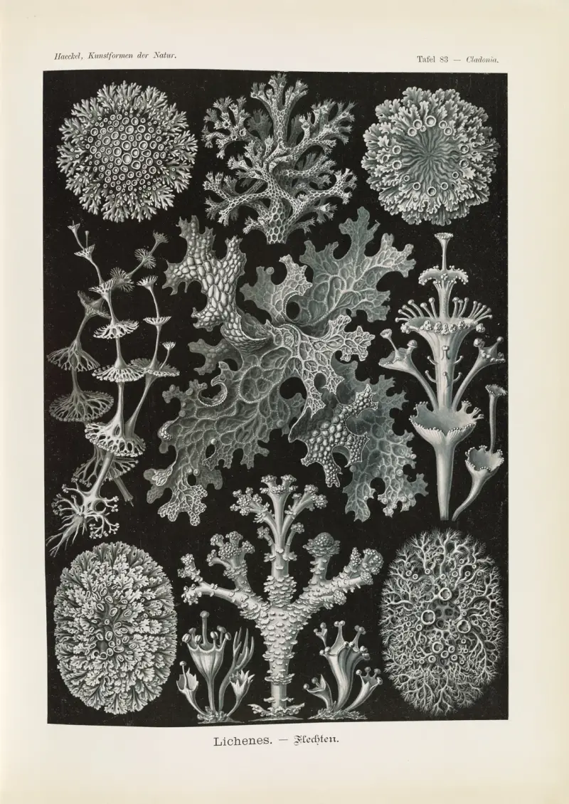 Lichenes. – Flechten (Lišejníky), Ernst Haeckel