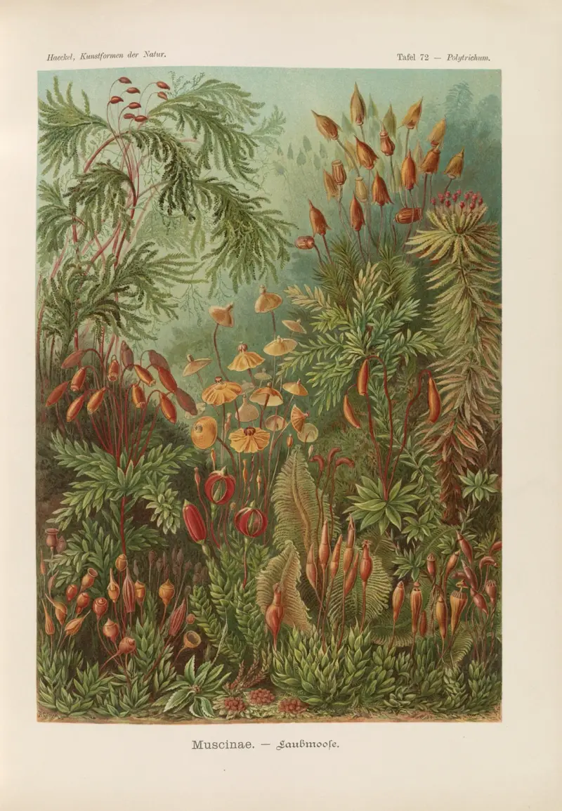 Muscinae. – Laubmoose von Ernst Haeckel