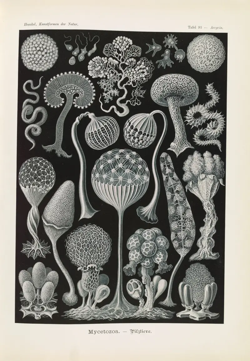 Mycetozoa. – Pilztiere av Ernst Haeckel