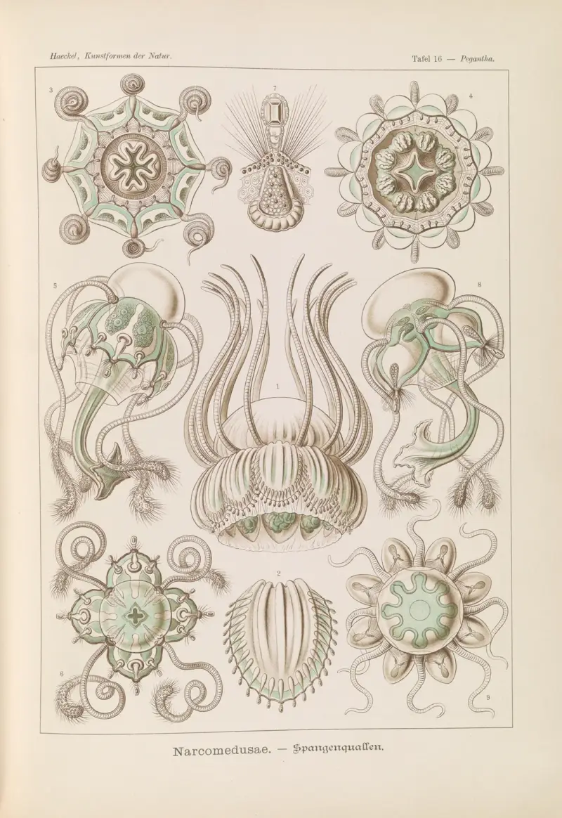 Narcomedusae. – Spangenquallen von Ernst Haeckel