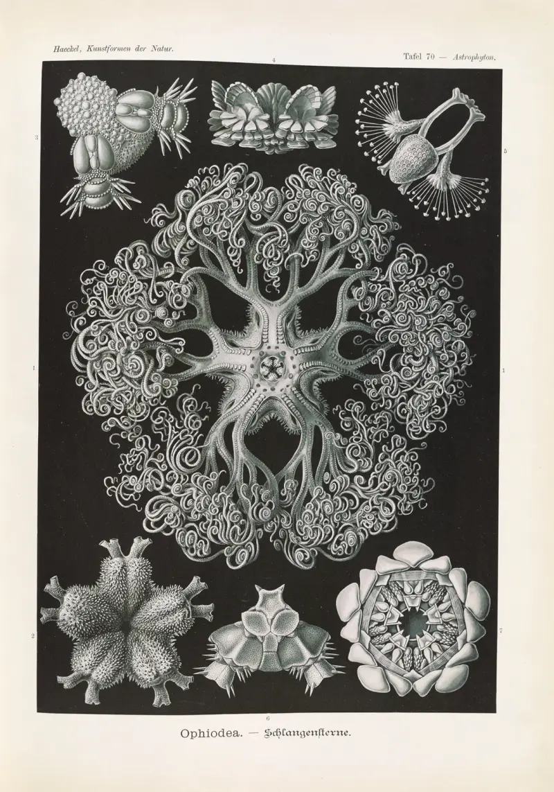 Ophiodea. – Wężowidła, 1904 – Nr. 2, Ernst Haeckel