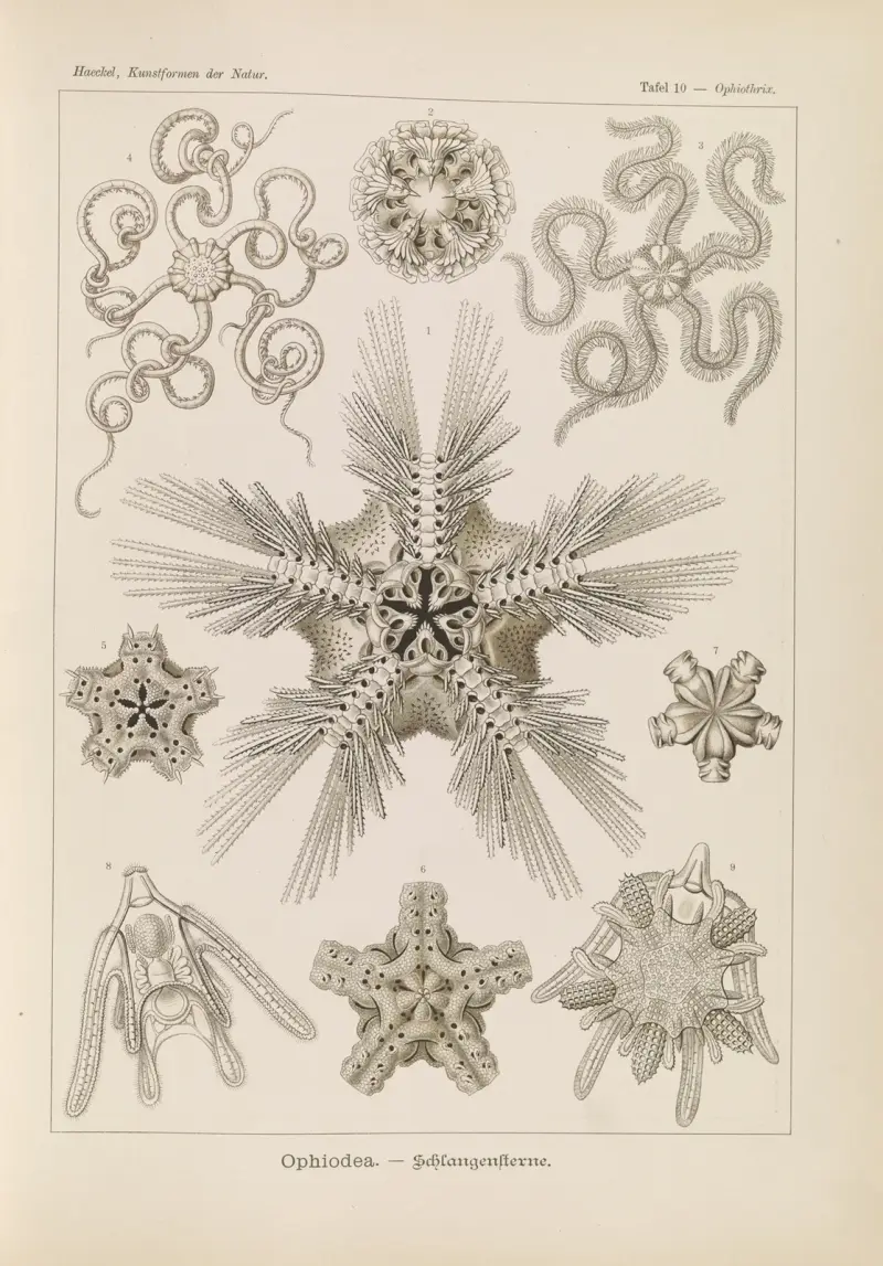 Ophiodea. – Schlangensterne., 1904 – Nr. 1 von Ernst Haeckel