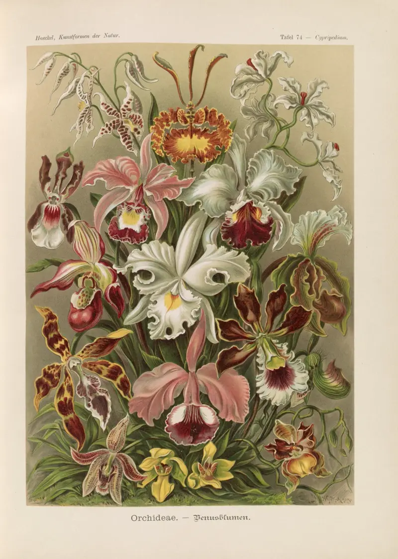 Orchideen von Ernst Haeckel