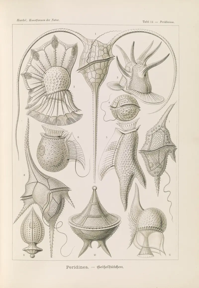 Peridinea. – Geikelhütchen von Ernst Haeckel