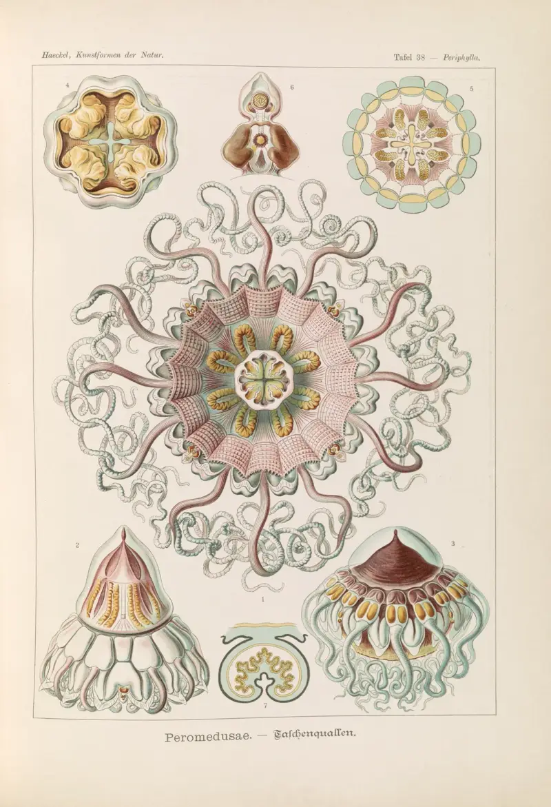 Peromedusae. – Talchenquallen von Ernst Haeckel