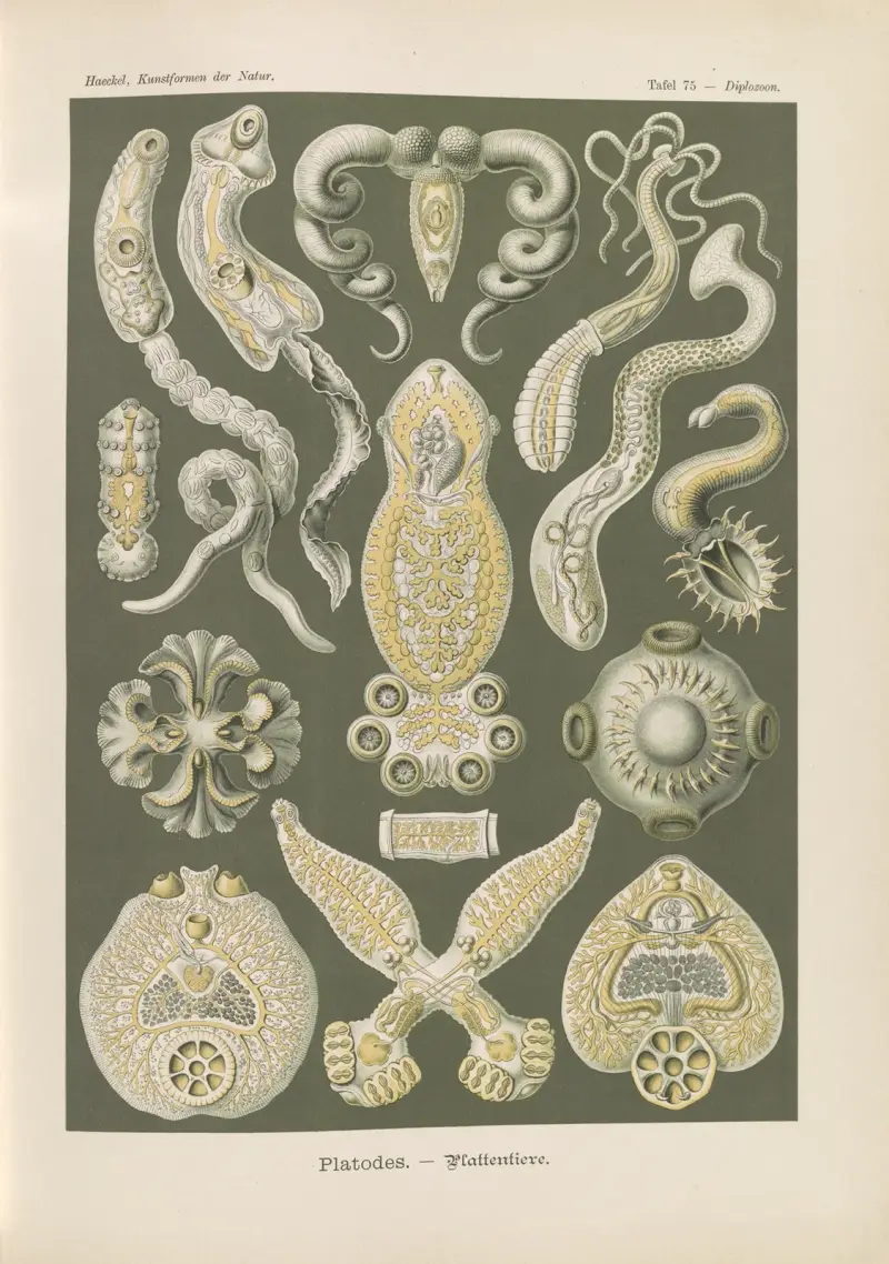 Platodes. – Ploštěnci, Ernst Haeckel